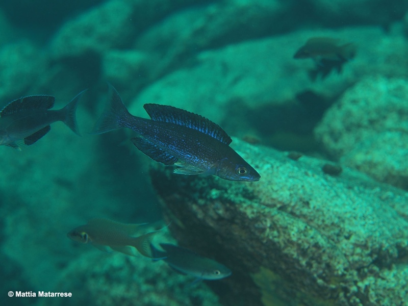 Cyprichromis microlepidotus 'Mahale NP'